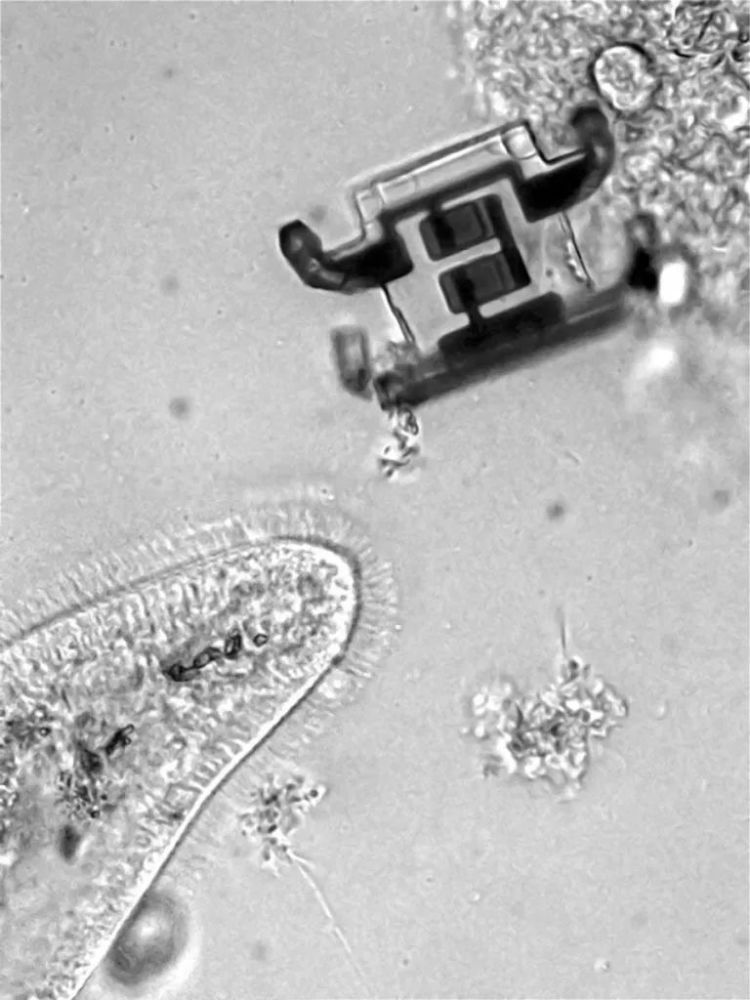 草履虫大小的微型机器人：激光驱动，未来可用于显微外科手术！