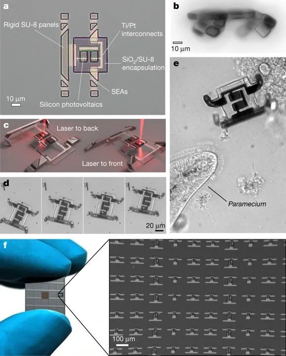 草履虫大小的微型机器人：激光驱动，未来可用于显微外科手术！