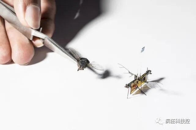 【见多识广】世界首个切断电源飞行的机器人，苍蝇一般大小，意义重大！