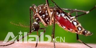 科学家研究用无人机释放绝育蚊子，控制