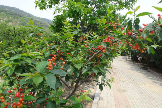 樱桃树修剪