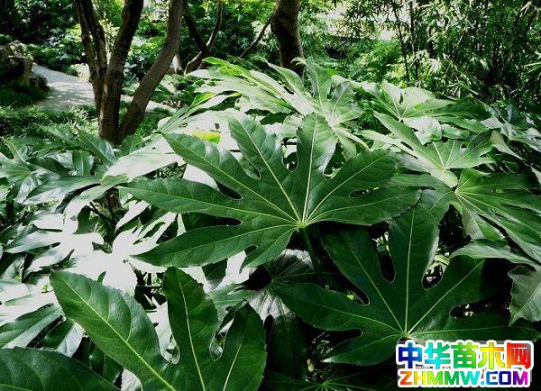 室内观叶植物习性,养殖及栽培