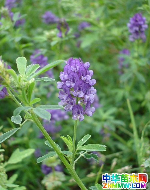 紫花苜蓿栽培技术